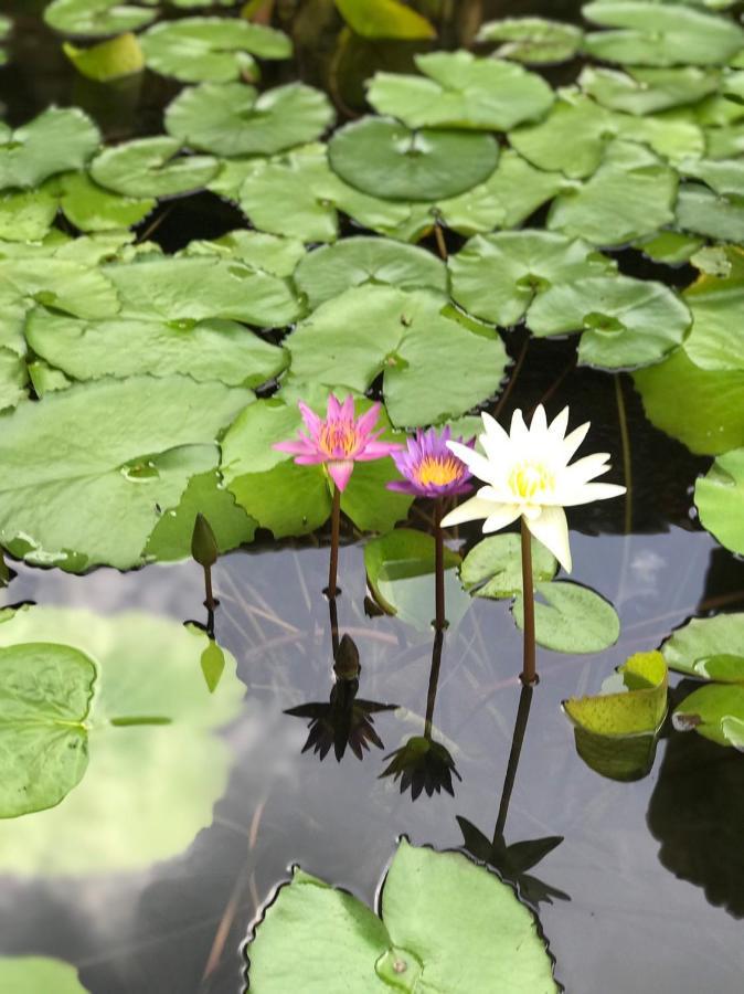 Royal Thai Villa Phuket - SHA Extra Plus Rawai Exteriör bild